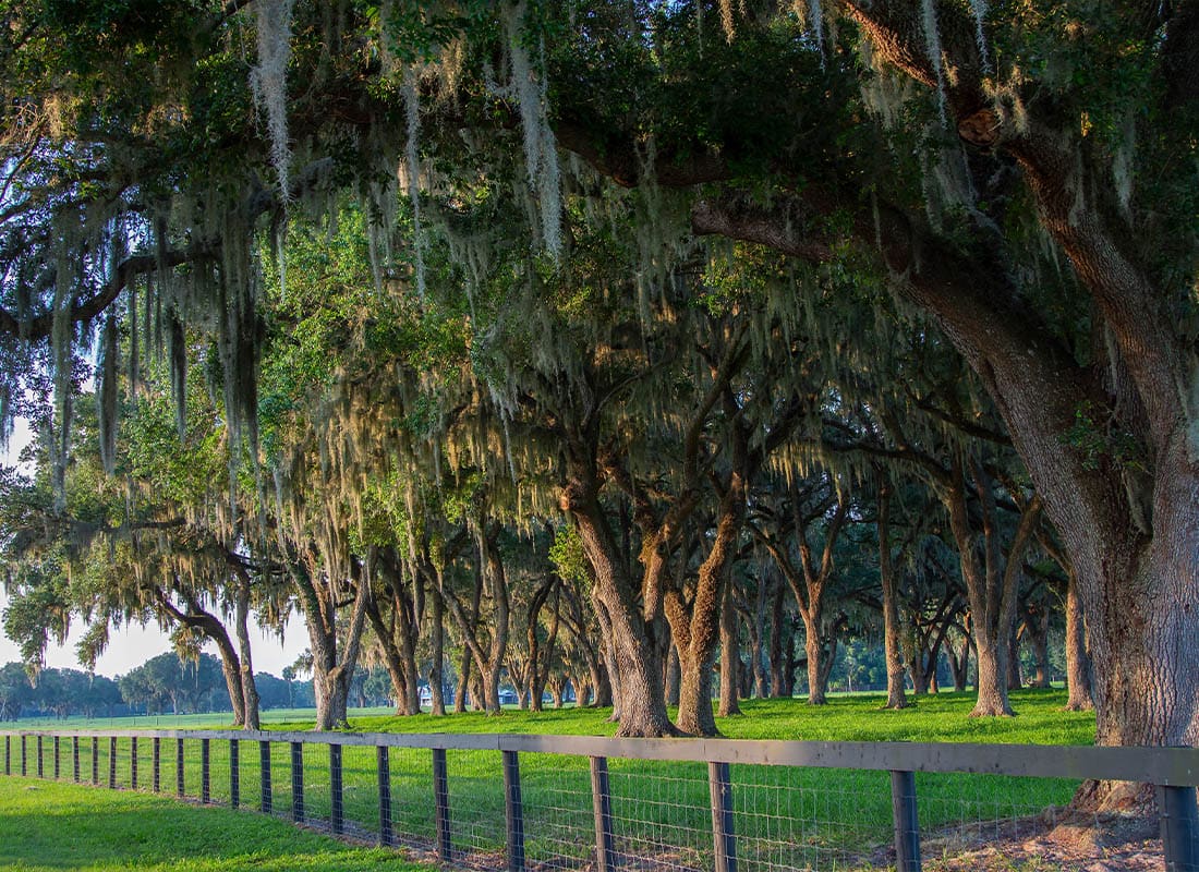 Brooksville, FL - Large Old Trees With Spanish Moss on a Beautiful Central Florida Ranch